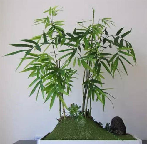如何养护好盆栽竹子？