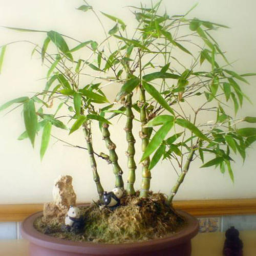 如何养护好盆栽竹子？