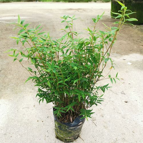 如何养护好盆栽竹子？