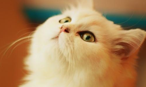 郑振择的猫一文对猫的细节描写及赏析，，急！！！