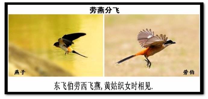 劳燕分飞是什么意思