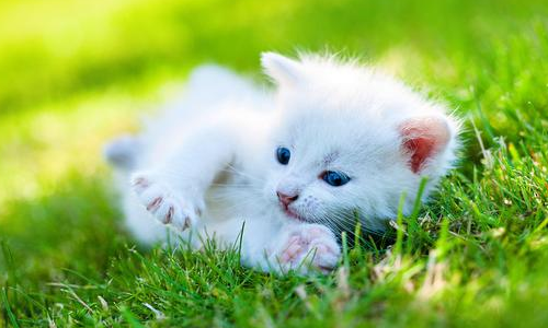 郑振择的猫一文对猫的细节描写及赏析，，急！！！