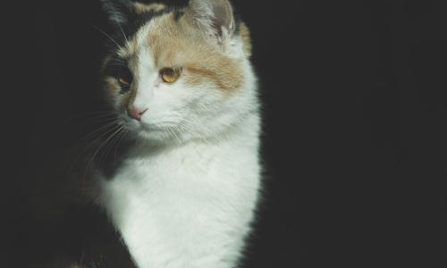 郑振择的猫一文对猫的细节描写及赏析，，急！！！