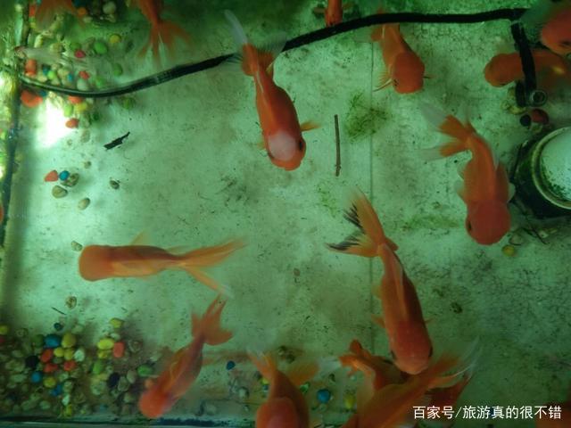 鱼缸中的水变绿了，该怎么处理？