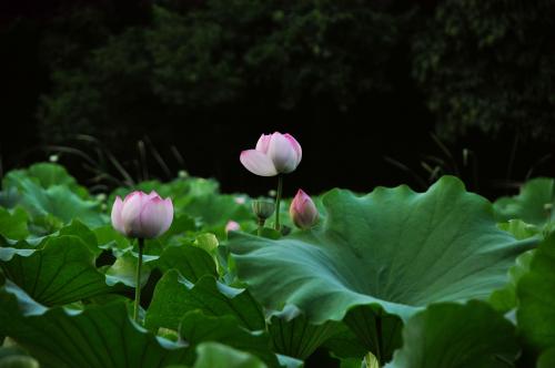 菡萏是什么意思