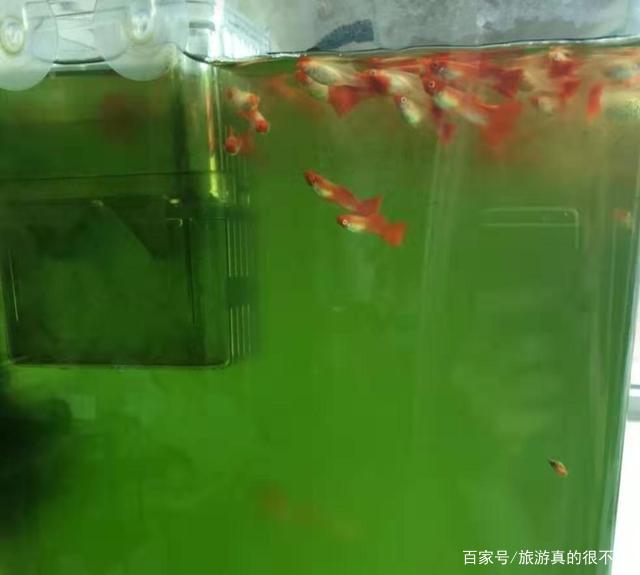 鱼缸中的水变绿了，该怎么处理？