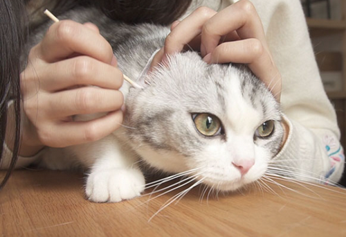 求问猫咪耳螨是什么样子(图如下)