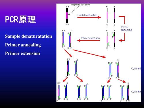 实时定量PCR的结果是怎样分析的
