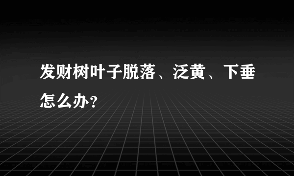 发财树叶子脱落、泛黄、下垂怎么办？