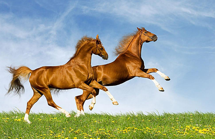 英语（马horse）怎么读