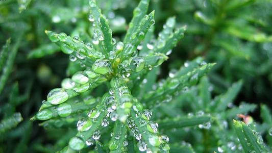 观察日记 200字左右 植物
