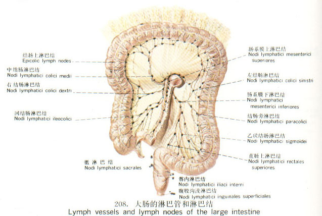 淋巴管的主要功能
