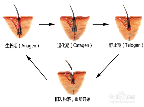 头发的生长周期是多久呢？