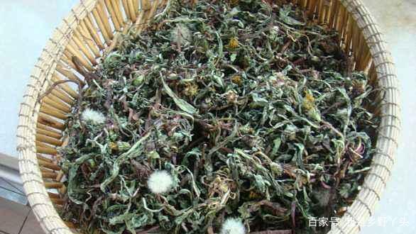 婆婆丁可以泡茶吗？婆婆丁茶有什么功效？