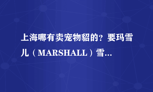 上海哪有卖宠物貂的？要玛雪儿（MARSHALL）雪貂，不要安格鲁哦！
