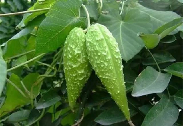 玉米地里的萝摩用什么除草剂？