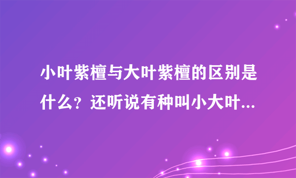 小叶紫檀与大叶紫檀的区别是什么？还听说有种叫小大叶，混乱，谁给讲讲