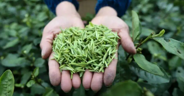 各种茶叶图片及名称有哪些？