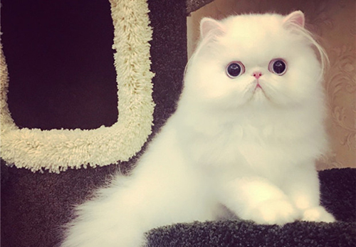 靳以的《猫》原文是什么？
