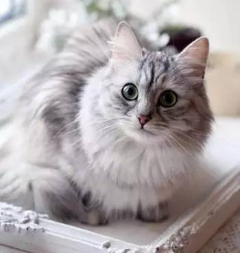 养猫一个年要花多少钱