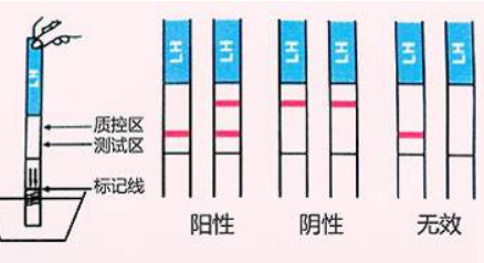 怎么看怀孕测试纸图片