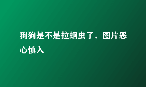 狗狗是不是拉蛔虫了，图片恶心慎入