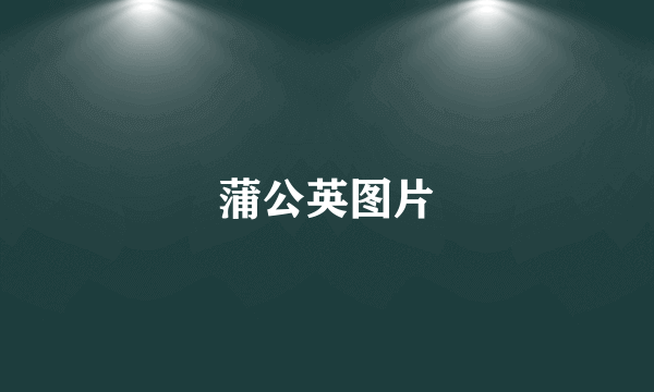 蒲公英图片