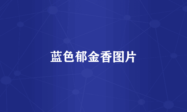 蓝色郁金香图片