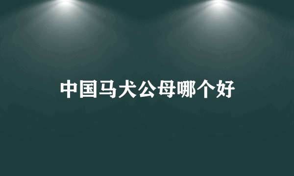 中国马犬公母哪个好