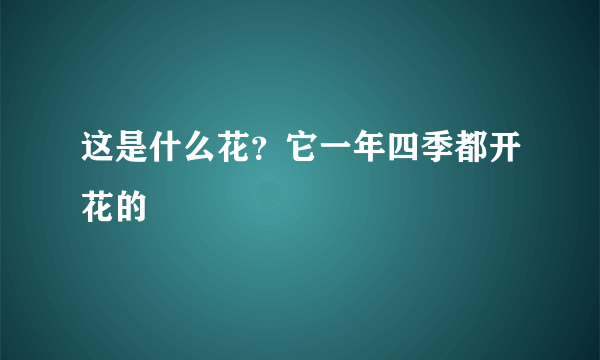 这是什么花？它一年四季都开花的
