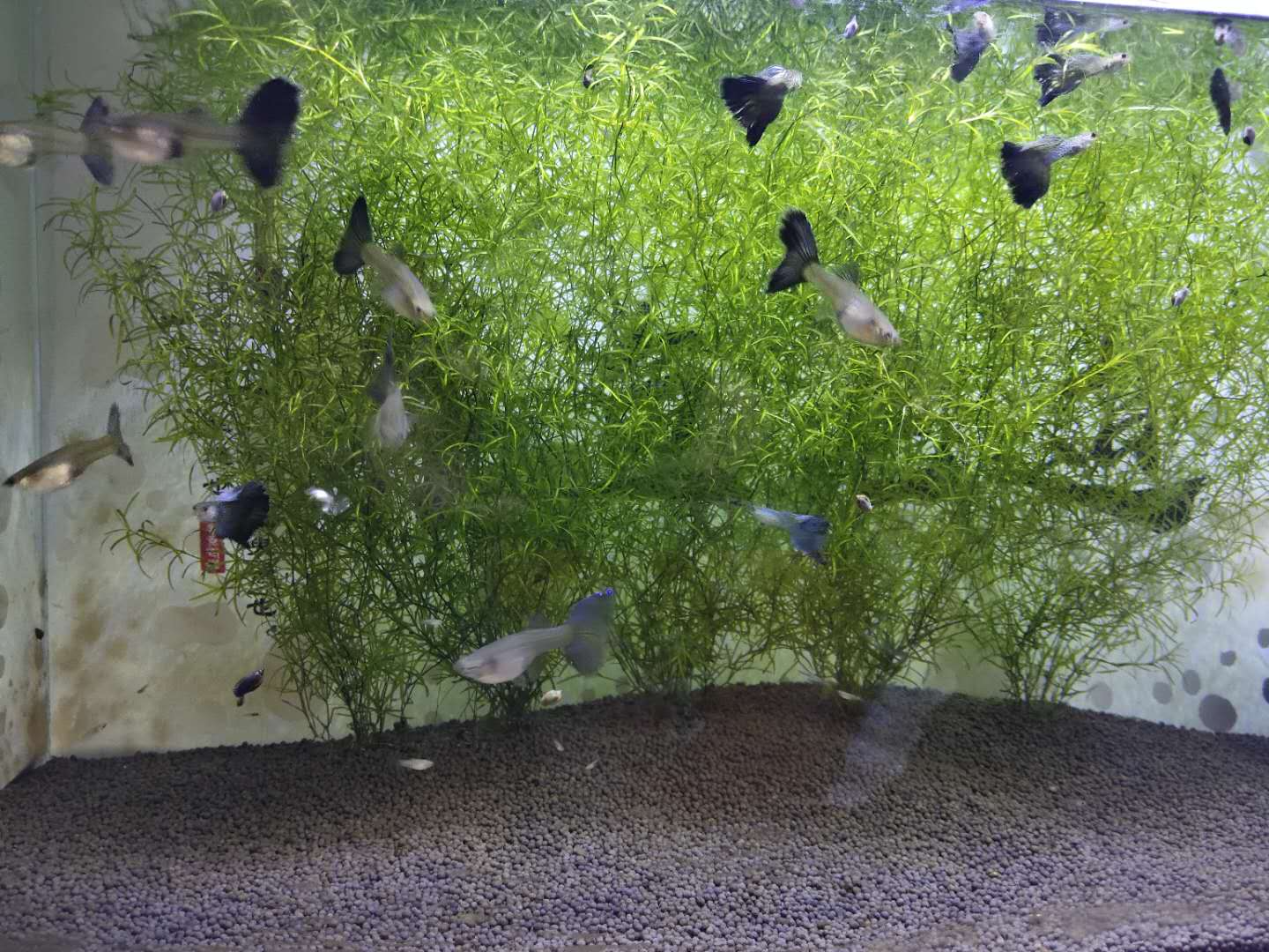 养水草蜈蚣草不放底砂可以吗