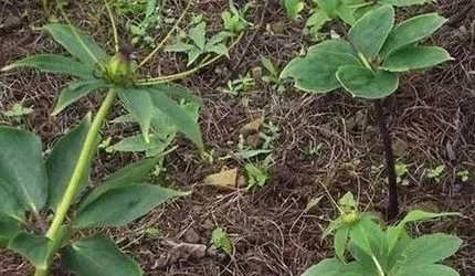 重楼种植技术