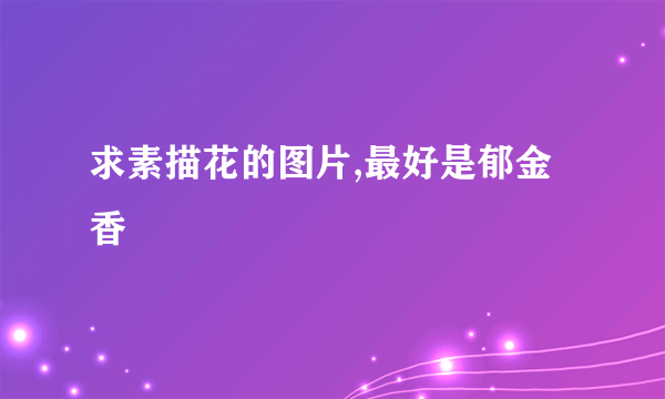 求素描花的图片,最好是郁金香
