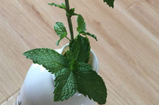 求.如何种植留兰香薄荷（详细步骤）？