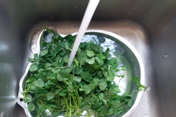水蜡烛根的食用水蜡烛根怎么食用