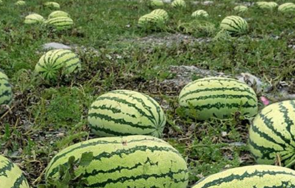 农民种植西瓜，为什么要在西瓜上压一块石头，有什么用吗？