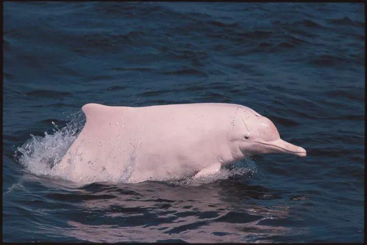 广东南澳岛现5只粉色海豚，这种粉色海豚是什么品种？