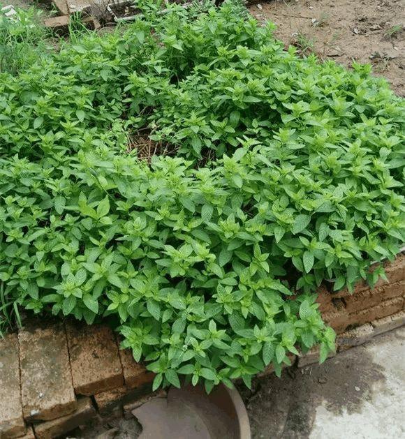 求.如何种植留兰香薄荷（详细步骤）？
