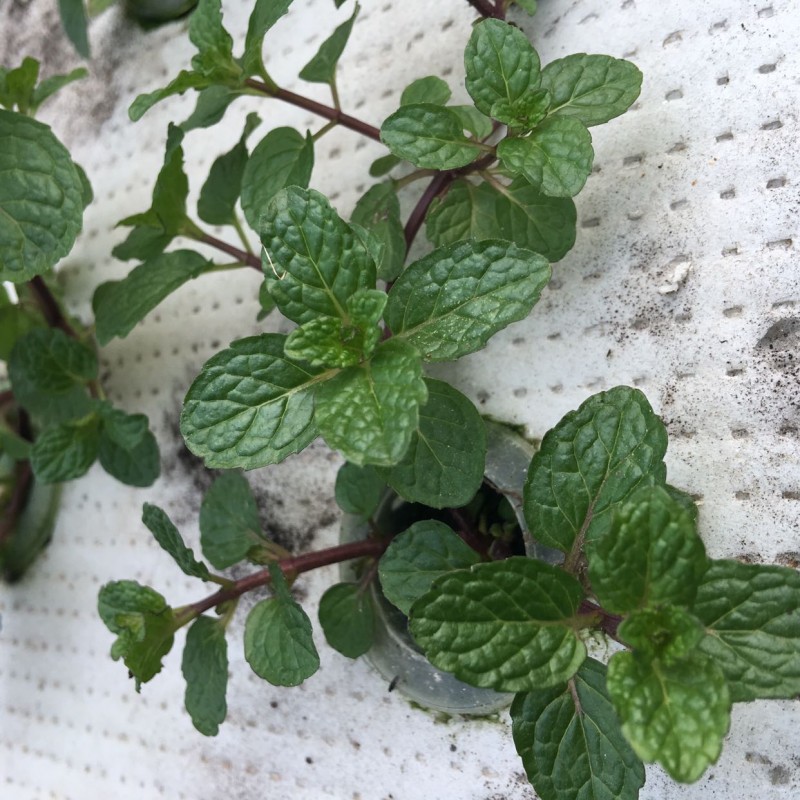 求.如何种植留兰香薄荷（详细步骤）？