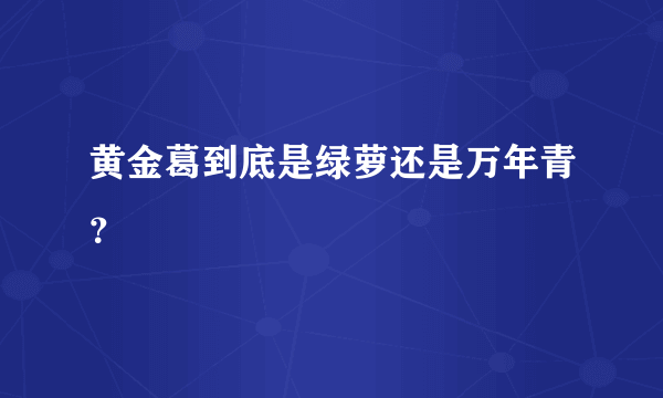 黄金葛到底是绿萝还是万年青？