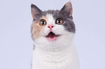 猫咪发情为什么总叫啊？还有许多奇怪的细节。