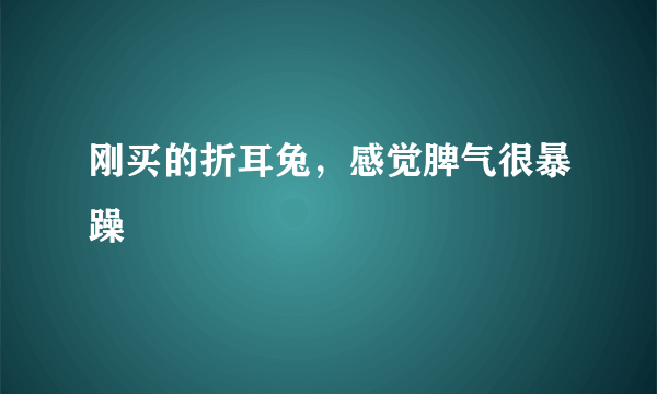 刚买的折耳兔，感觉脾气很暴躁