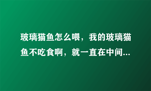 玻璃猫鱼怎么喂，我的玻璃猫鱼不吃食啊，就一直在中间那么游着