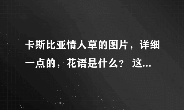 卡斯比亚情人草的图片，详细一点的，花语是什么？ 这种花有多少种颜色啊，花店里卖的是什么样的！？