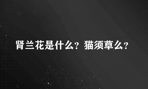 肾兰花是什么？猫须草么？
