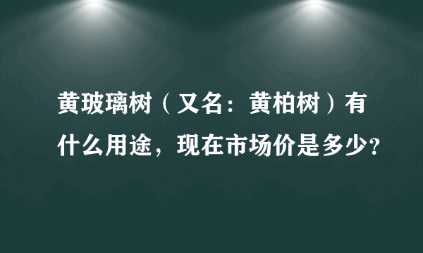 黄玻璃树（又名：黄柏树）有什么用途，现在市场价是多少？
