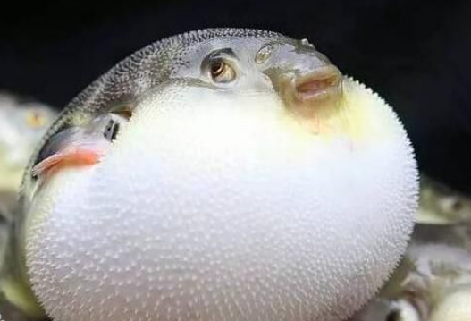 吃河豚中毒症状是什么 吃河豚不能吃什么