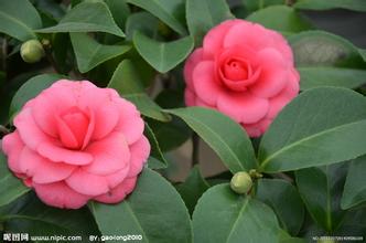 重庆市市花为什么是茶花