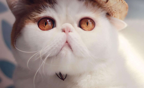 猫咪发情为什么总叫啊？还有许多奇怪的细节。
