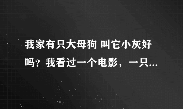 我家有只大母狗 叫它小灰好吗？我看过一个电影，一只母狗就叫小灰，很喜欢那部电影